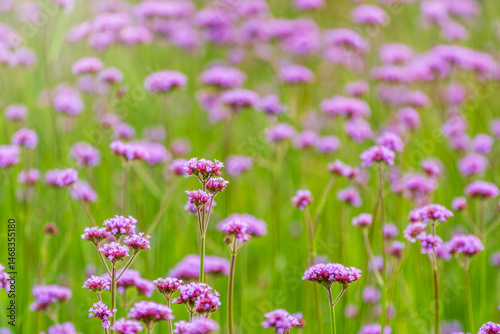 Verbena bonariensis flowers, Argentinian Vervain or Purpletop Vervain, Clustertop Vervain, Tall Verbena, Pretty Verbena, in garden