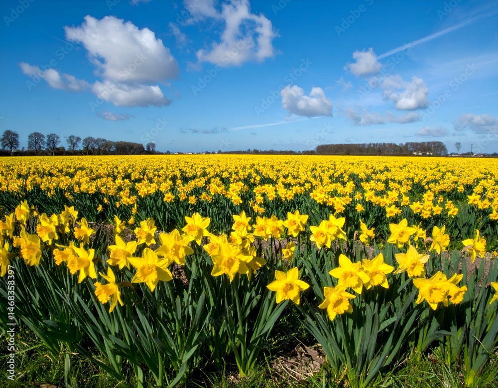 Obraz premium Vibrant yellow daffodil field under a bright blue sky with fluffy white clouds. A picturesque springtime scene.