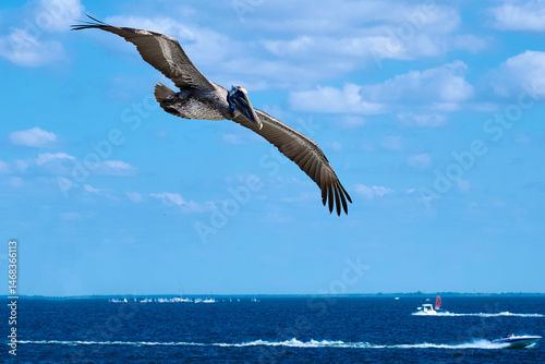 Pelican soaring through the sky