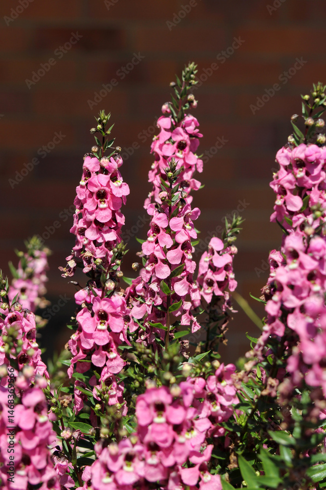 Obraz premium Pink flowers on a Angelonia plant in a garden