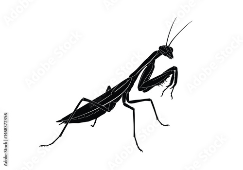 Praying mantis silhouette. This image displays the distinct outline of a praying mantis, capturing its predatory stance and unique anatomy in black contrast. Vector clipart illustration design.