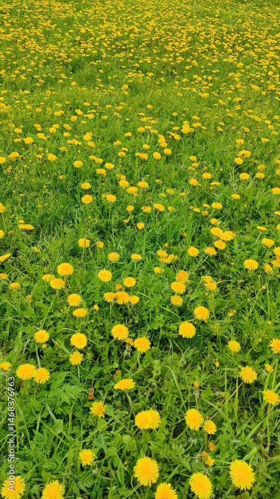 Dandelion field Dandelion field