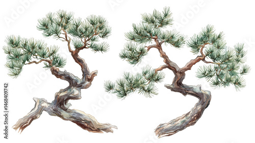Watercolor Illustration of Japanese Pine Trees with a Transparent Background