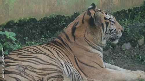 a tiger relaxing during the day