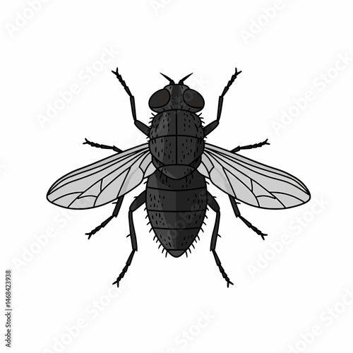 Detailed Illustration of Common Fly Insect with Transparent Wings