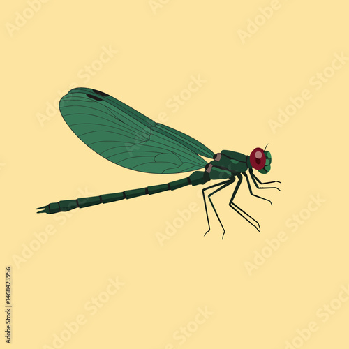 Emerald Damselfly Detailed Insect Close Up Illustration