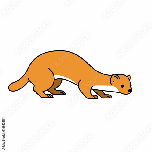 Cute Stoat Hunting Rodent Portrait Isolated on White Background