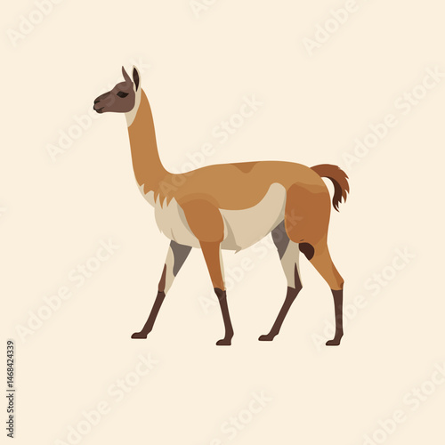 Elegant Guanaco Walking Illustration South American Camelid Wildlife