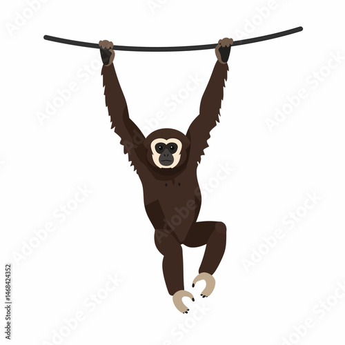 Gibbon Hanging from Branch Isolated on White Background