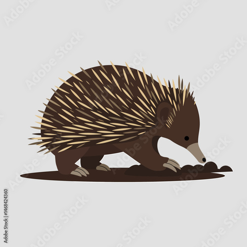Cute Echidna Foraging Insect Isolated On Neutral Background
