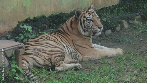 a tiger relaxing during the day