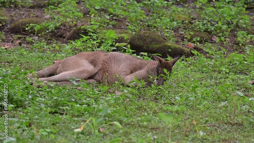 a wallaby on the grass