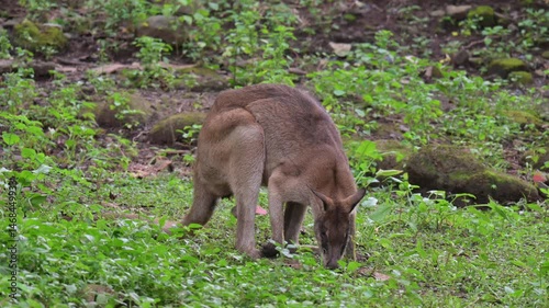 a wallaby is looking for food