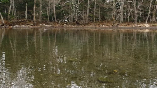 穏やかに揺らめく水面に反射する湖畔の森。