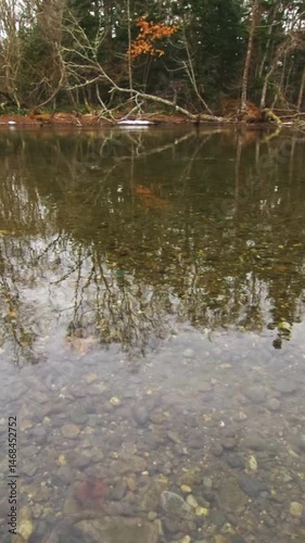 穏やかに揺らめく水面に反射する湖畔の森。