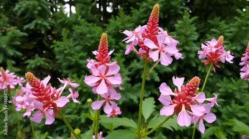 Pink flowers of Rodgersia pinnate bloom against the background of coniferous trees.