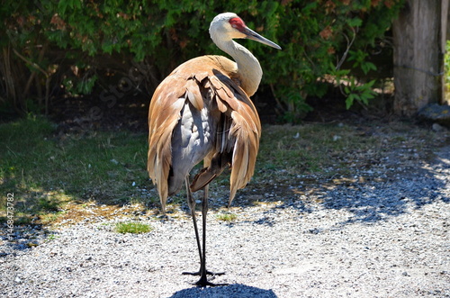 Sandhill cranes at the George C. Reifel Bird Sanctuary in Delta, British Columbia, Canada.