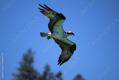 Osprey in flight over blue sky