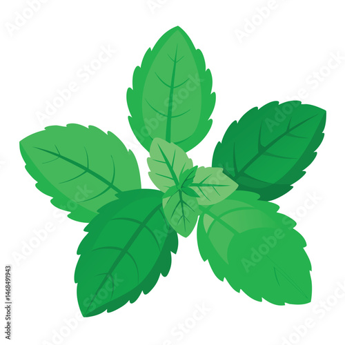 Three sprigs of fresh, vibrant green mint leaves isolated on white background