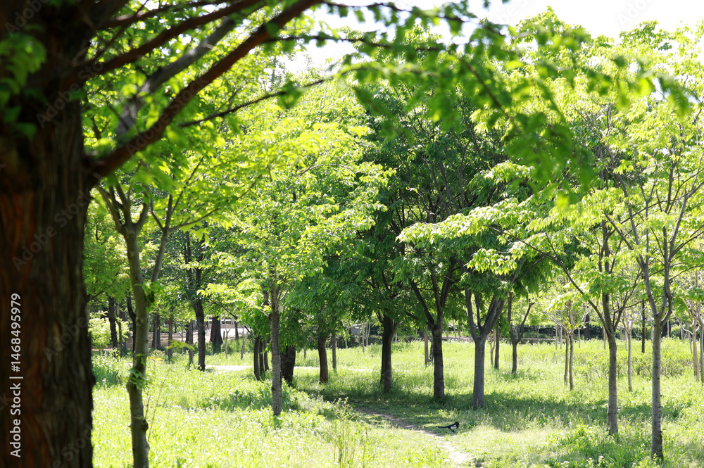 Obraz premium A walk in a park lined with trees. 