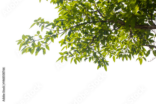 branch with green leaves on transparent
