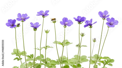 Elegant meadow geranium flowers isolated against a dark backdrop