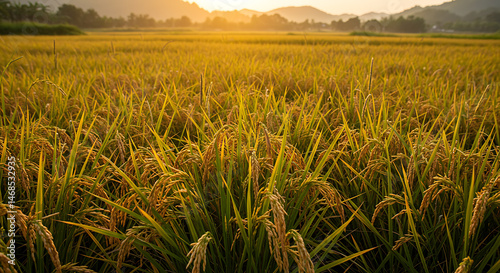 Obraz na płótnie Golden Rice Field at Sunset w salonie