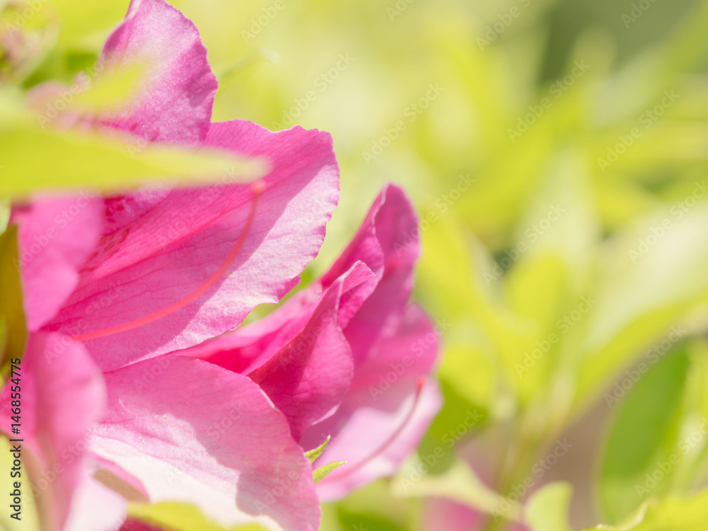 Fototapeta premium ピンク色のツツジの花のアップ14