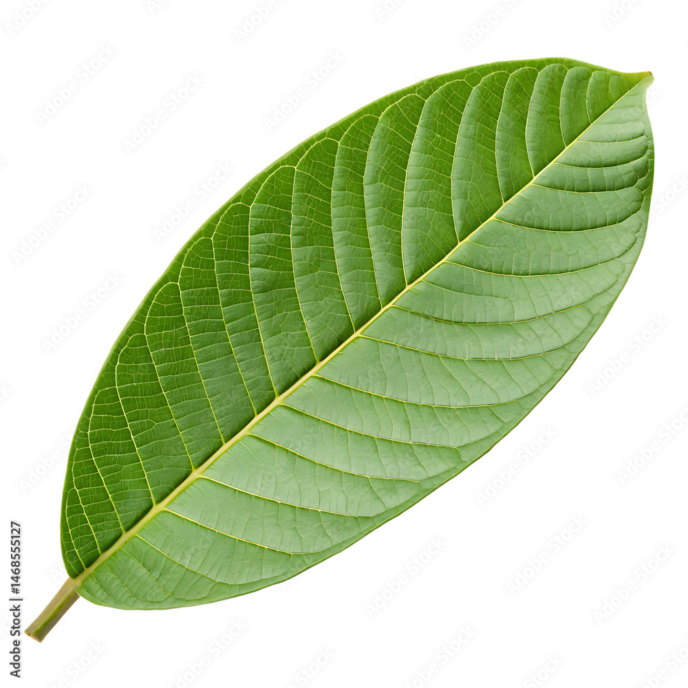 Obraz premium Guava leaf isolated on a transparent background