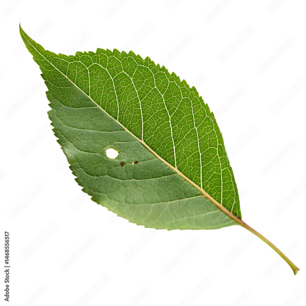 Obraz premium Leaf with bite mark isolated on a transparent background