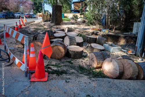Pile of Douglass Fir tree cut into log rounds as part of the tree removal process, at the intersection of primary road and secondary residential street
