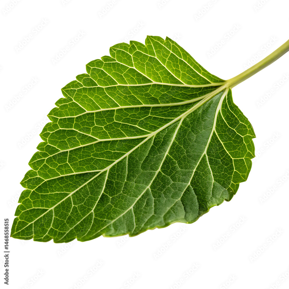 Obraz premium Marigold leaf isolated on a transparent background
