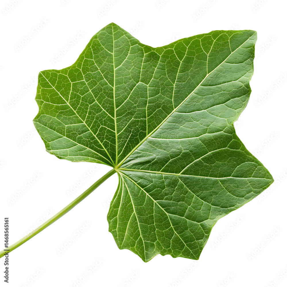 Fototapeta premium Sponge gourd leaf isolated on a transparent background