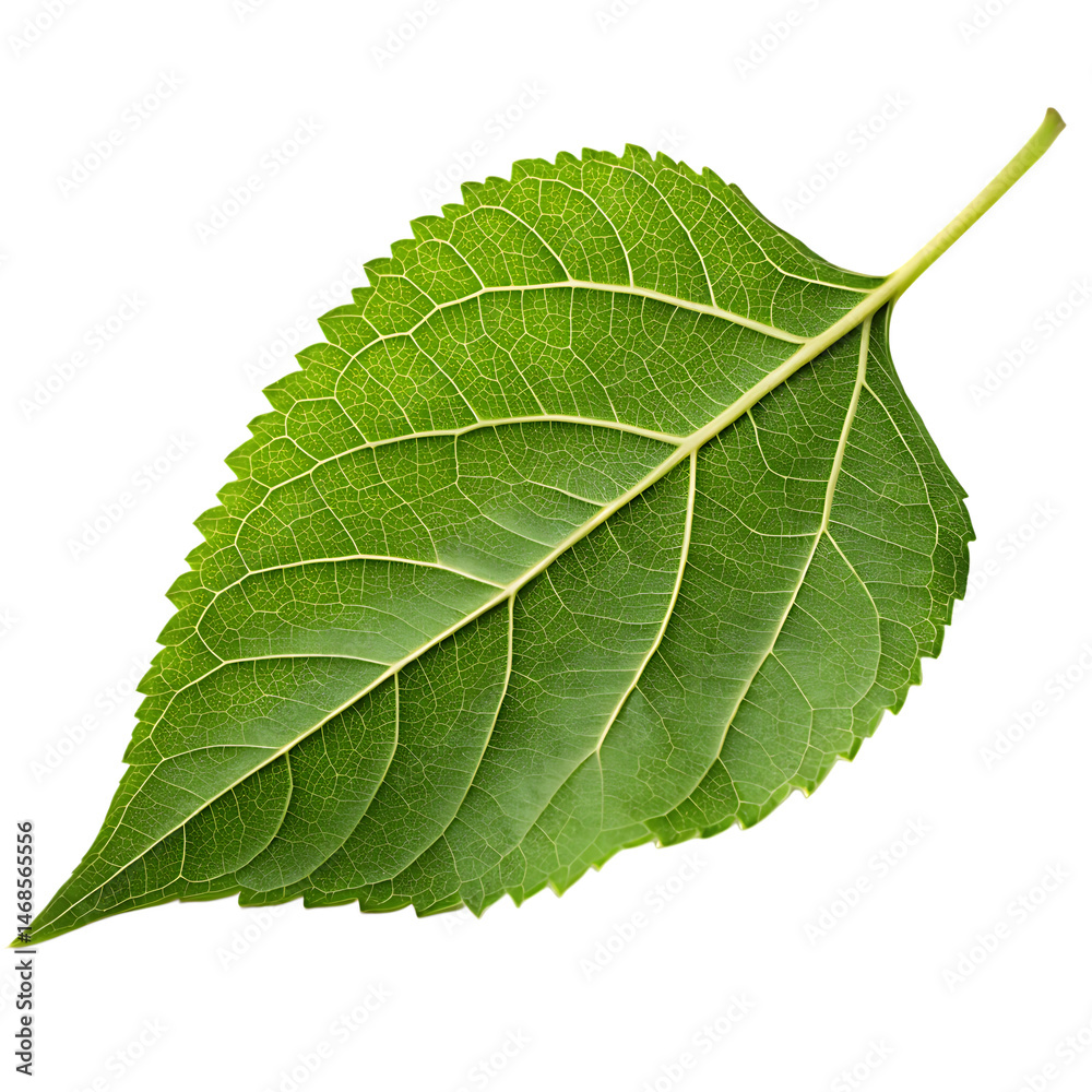 Obraz premium Sunflower leaf isolated on a transparent background