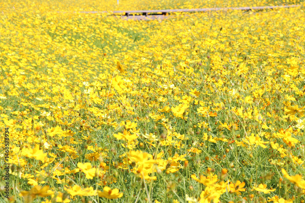 Obraz premium Yellow flowers in the park