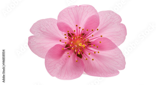 Delicate pink blossom radiating beauty