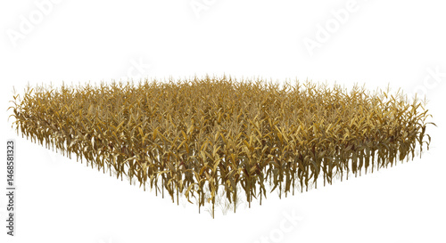 Dense golden cornfield stretches afar