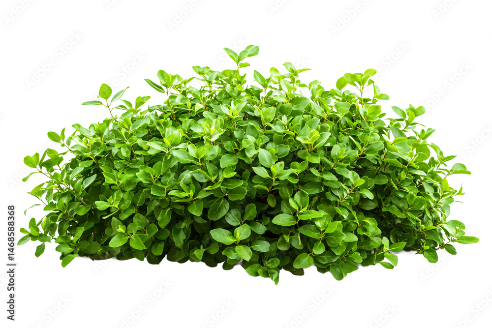 Obraz premium Lush Green Bush Isolated on White Background Perfect for Landscaping Designs and Garden Projects