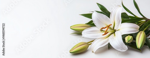 Isolated on white artistic composition of lilies and buds ultra detailed focus high fashion photo