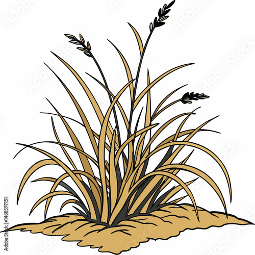 A clump of golden grass with black seed heads on a small patch of tan colored ground