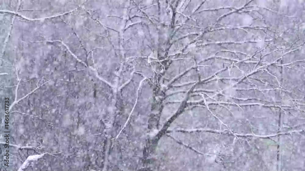 tree branches covered in snow in winter tree branches covered in snow in winter