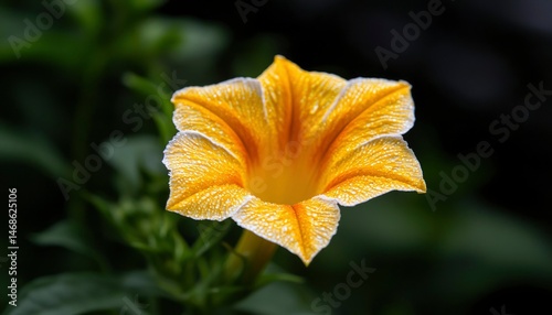 Vibrant yellow flower in close-up photo