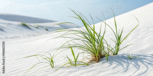Green Grass on White Sand D...