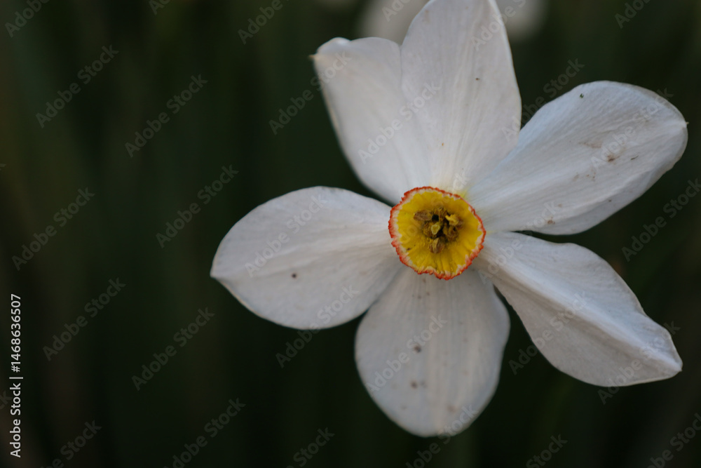 Obraz premium A close-up of a white narcissus flower with a yellow and red center, set against a blurred dark green background. The flower has five petals and appears delicate and elegant.