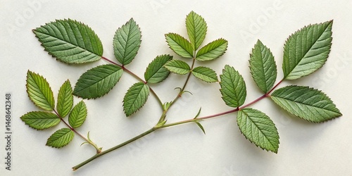 Rose Leaves Branch, Close-U...