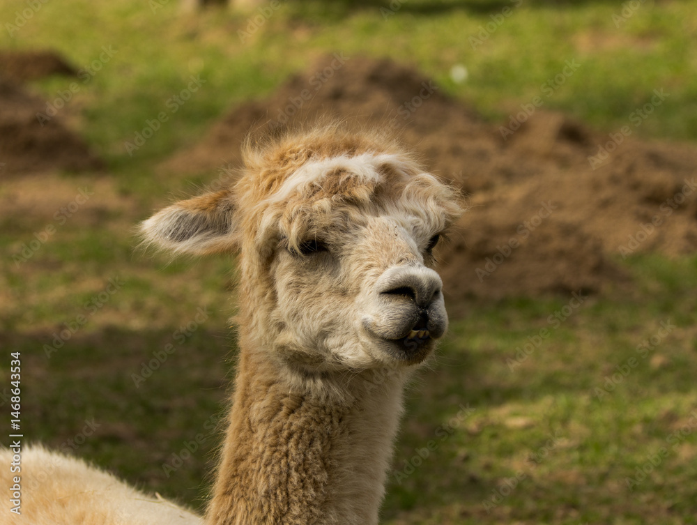 Obraz premium Alpaga