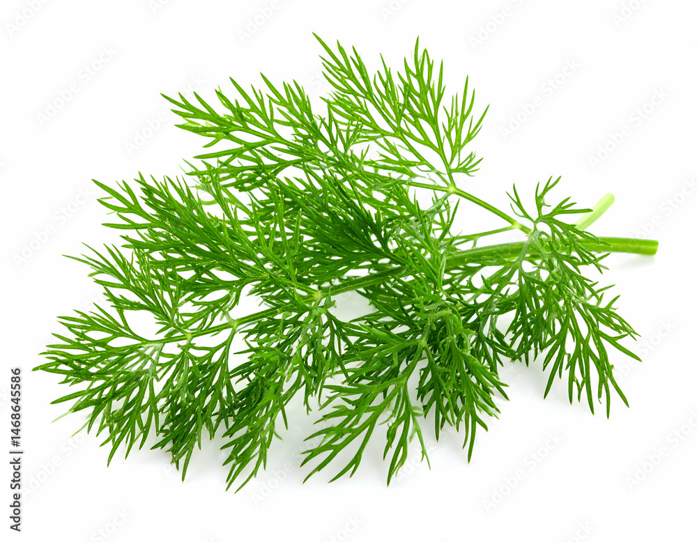 Fototapeta premium Fresh Green Dill Herb Isolated On White Background