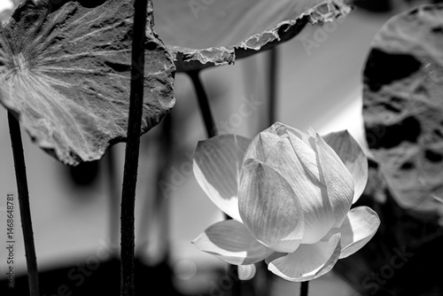Black and white lotus flower in lake 