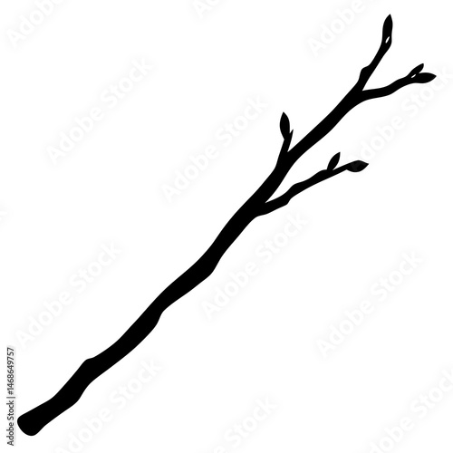 branch of a tree