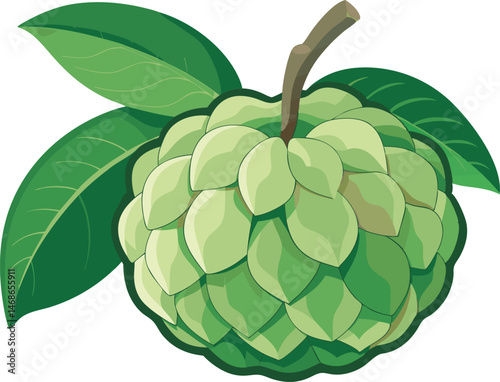 A vibrant vector art illustration of a sugar apple fruit, showcasing its textured green skin, segmented shape, and tropical, exotic appeal.